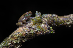 Ranoidea pearsoniana