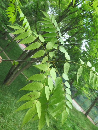 Dipteronia