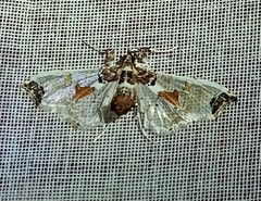 Neoleucinodes elegantalis