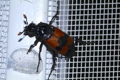 Nicrophorus olidus
