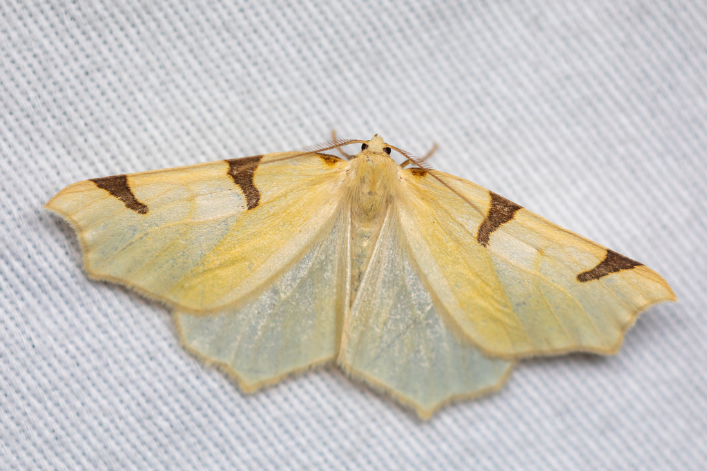 Canary Thorn