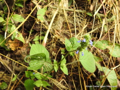 Salvia lasiocephala