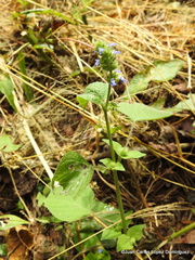 Salvia lasiocephala