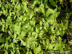 Salvia lasiocephala