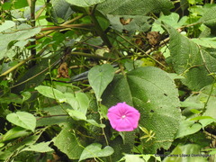 Ipomoea purga