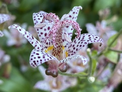 Tricyrtis hirta