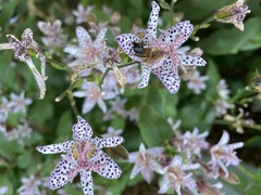 Tricyrtis hirta