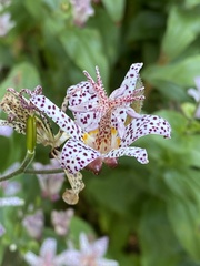 Tricyrtis hirta