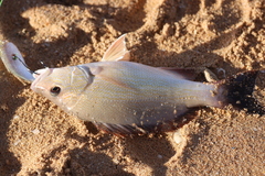 Lutjanus lemniscatus