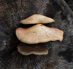Hemipholiota populnea