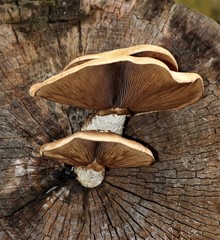 Hemipholiota populnea
