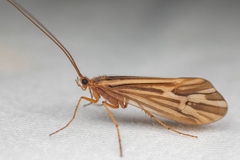 Clistoronia flavicollis