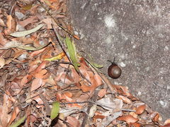 Sphaerospira blomfieldi