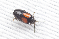 Herthania concinna