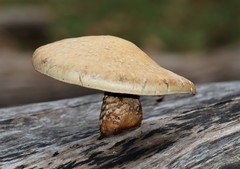 Hemipholiota populnea
