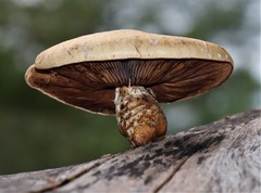 Hemipholiota populnea