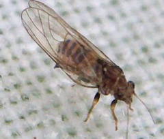 Cacopsylla