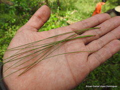 Pinus chiapensis