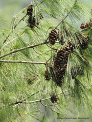 Pinus chiapensis