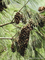 Pinus chiapensis