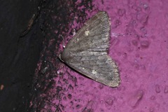 Idia diminuendis