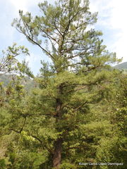 Pinus chiapensis