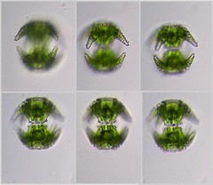 Staurastrum cerastes