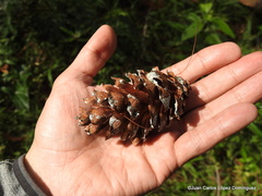 Pinus chiapensis
