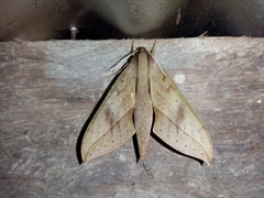 Xylophanes anubus