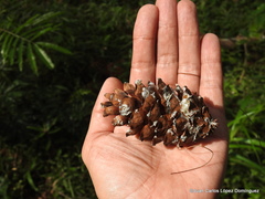 Pinus chiapensis