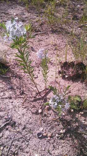 Amsonia ciliata var. ciliata