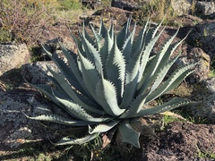 Agave durangensis