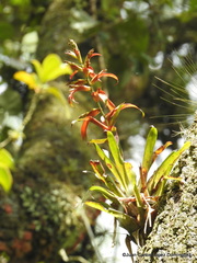 Tillandsia leiboldiana