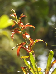 Tillandsia leiboldiana