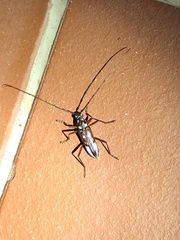 Eburia decemmaculata