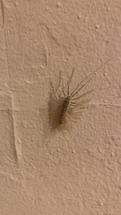 Scutigera coleoptrata