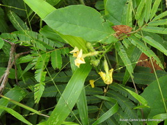 Mandevilla subsagittata
