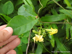 Mandevilla subsagittata