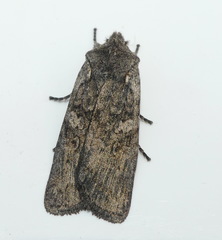 Lithophane laticinerea