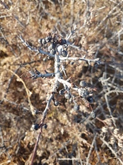 Rhamnus erythroxylum