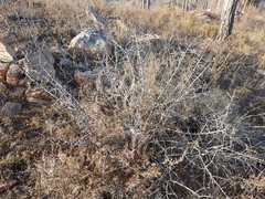 Rhamnus erythroxylum