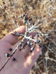 Rhamnus erythroxylum