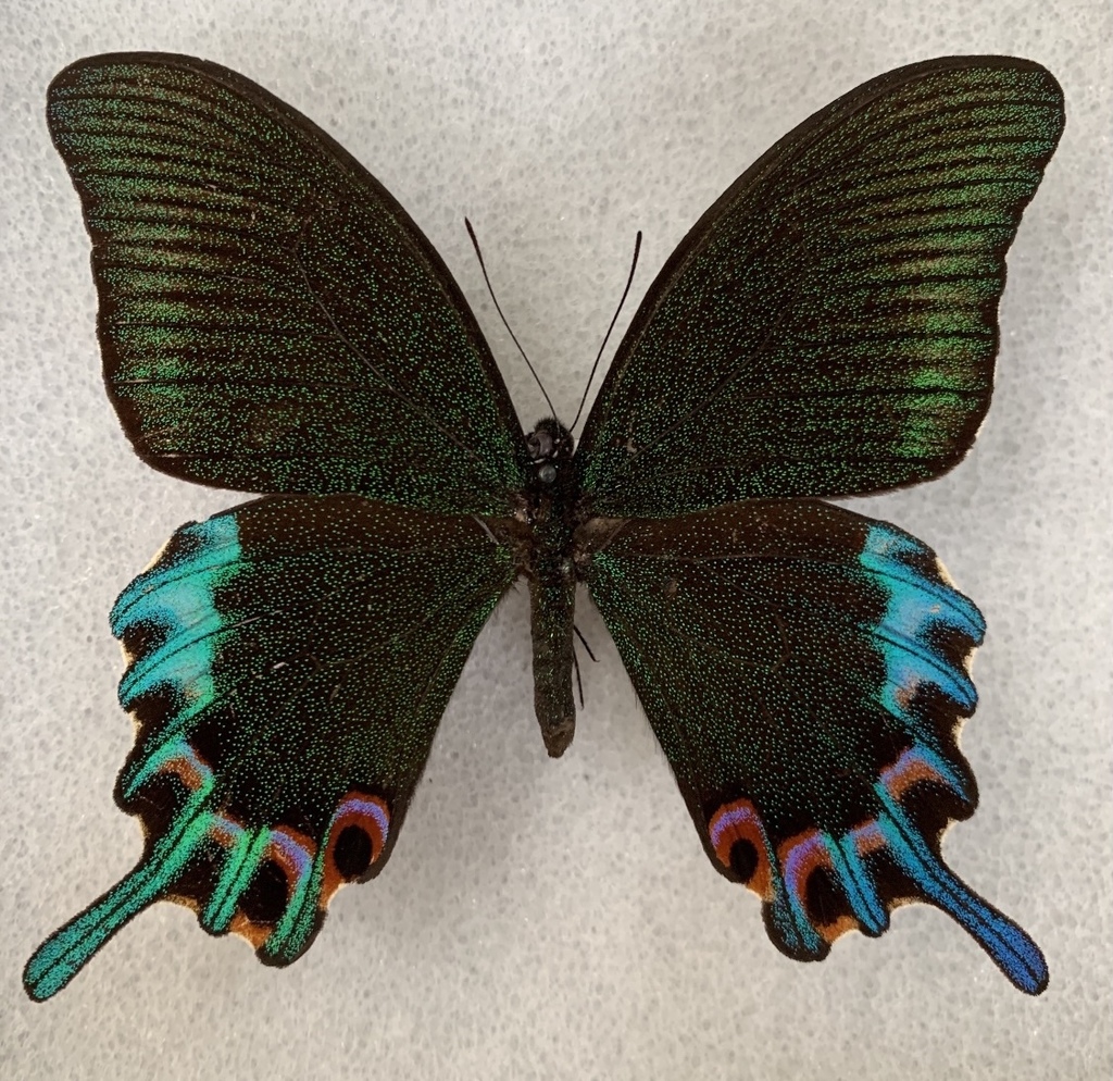 Papilio hermeli