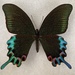 Papilio hermeli - Photo (c) Oliver Blunt, some rights reserved (CC BY-NC), uploaded by Oliver Blunt