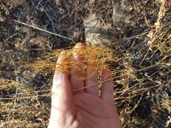 Asparagus burjaticus