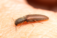 Agriotes ferrugineipennis