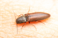 Agriotes ferrugineipennis