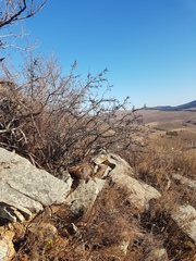 Rhamnus erythroxylum