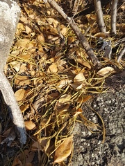 Rhamnus erythroxylum