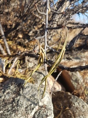 Rhamnus erythroxylum